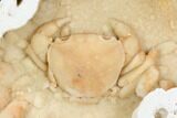 Fossil Crab (Potamon) Preserved in Travertine - Turkey #121376-3